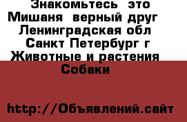 Знакомьтесь, это Мишаня- верный друг! - Ленинградская обл., Санкт-Петербург г. Животные и растения » Собаки   